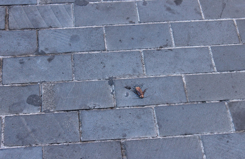 Круиз для лентяев и одиночек: Norwegian Spirit из Барселоны на Канары в январе 2013