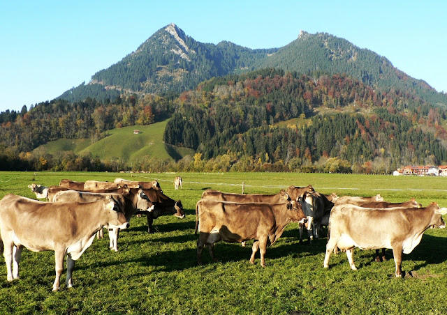 Burgberg Primapage Allgäu Blick Burgberger Hörnle mit Rindern