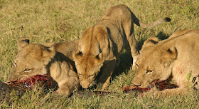 Wildlife Photos of Lionesses attacking a Crocodile (Lionesses vc Crocodile)