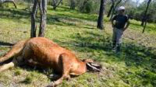 Cattle Mutilation In Santa Fe Argentina