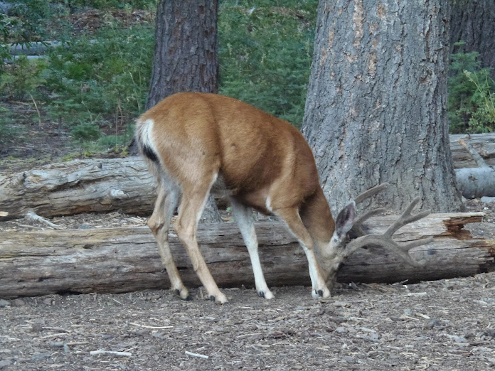 CALIFORNIA 2013 - Blogs de USA - 10 AGOSTO: DE GROVELAND A YOSEMITE (17)