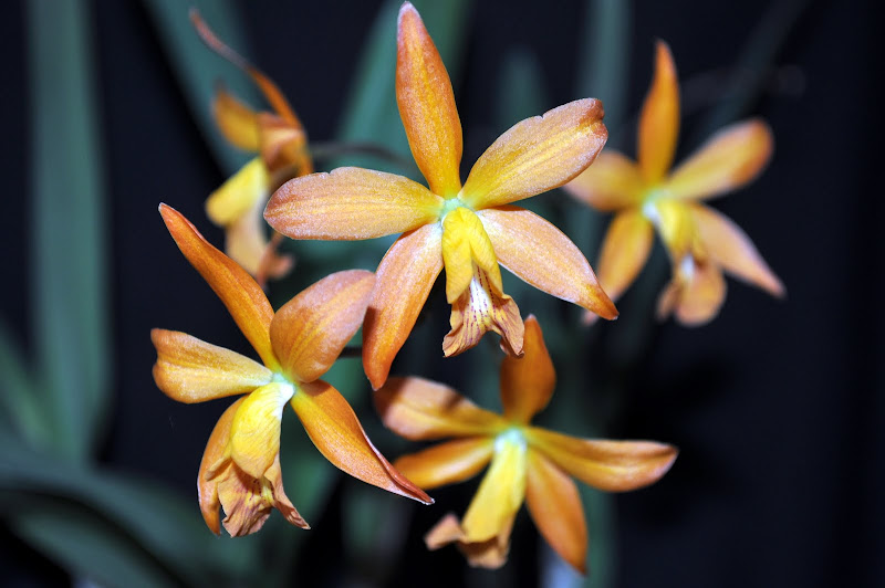 Cattleya hybride DSC_0004-001