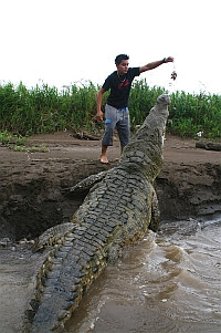 Questões e Fatos sobre Crocodilianos gigantes: Transferência de debate da comunidade Conflitos Selvagens.  - Página 2 124