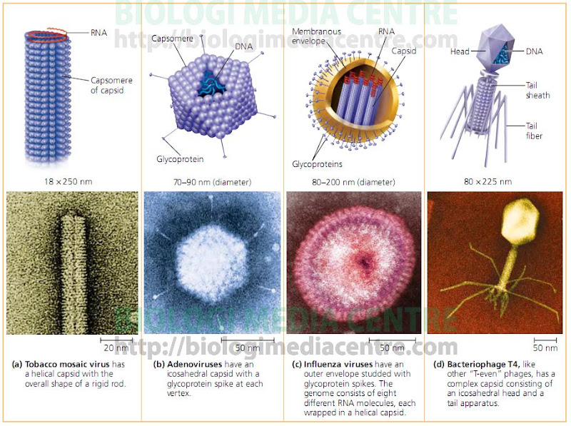 bentuk virus Virus : Ciri dan Peranan (2)