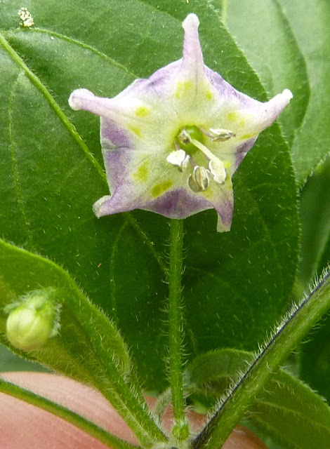 P1260475.JPG