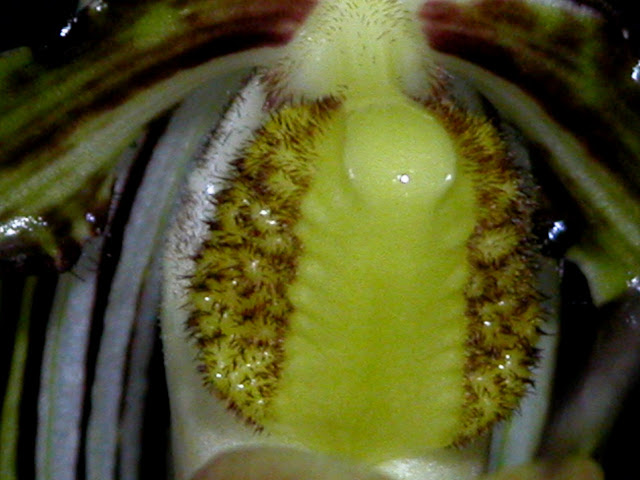 Paphiopedilum praestans - Paphiopedilum glanduliferum DSCN0012