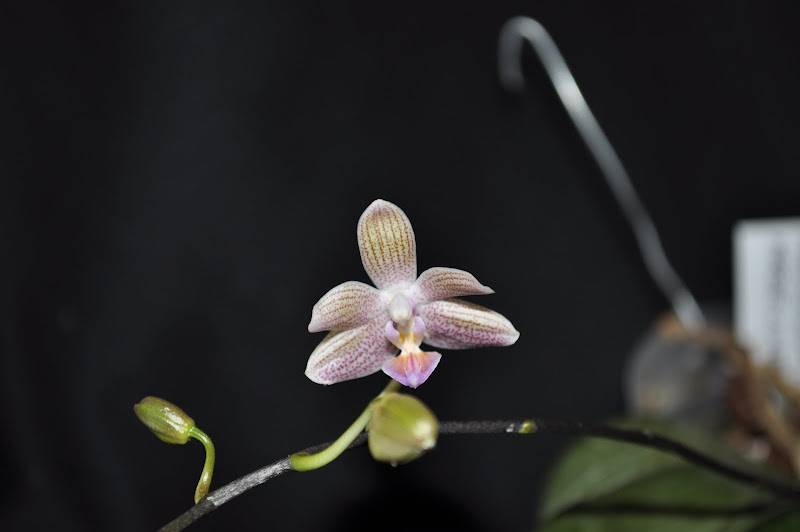 Phalaenopsis Marie Linden DSC_0022