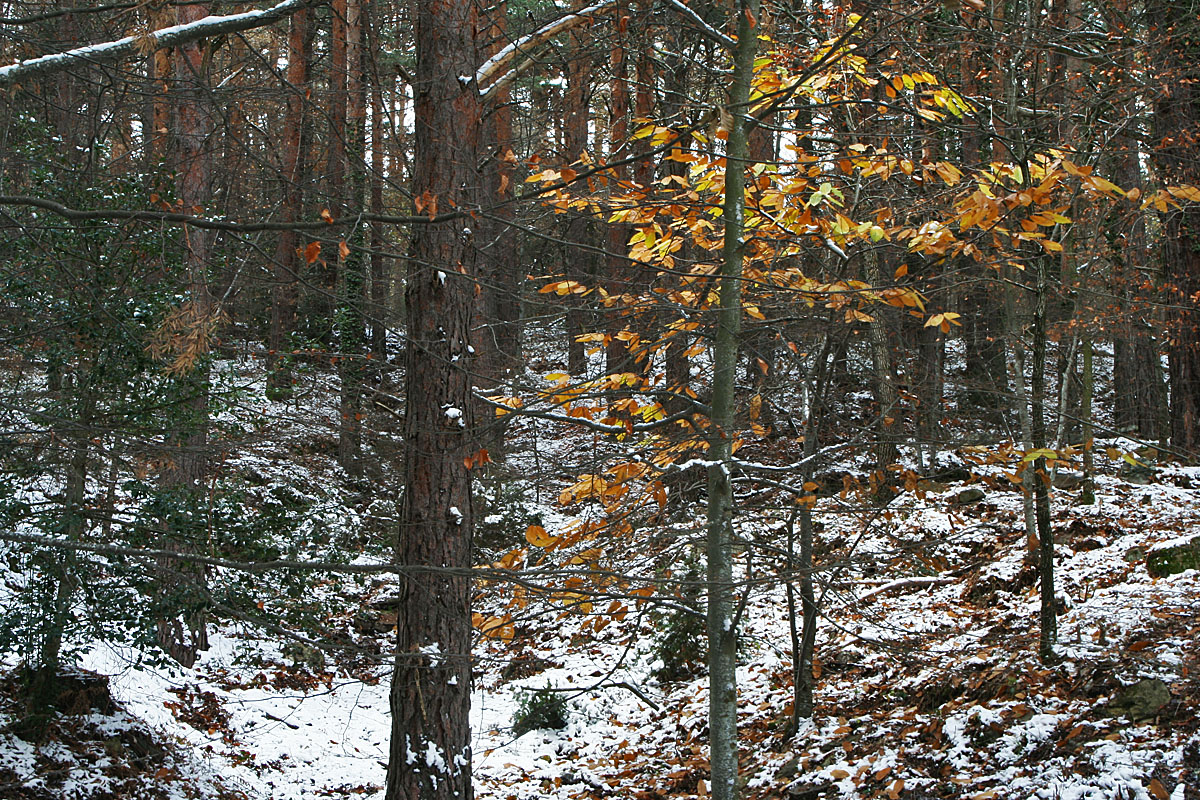 IMG_1188.JPG