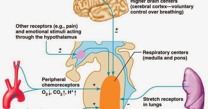 肺部刺激物反射 Pulmonary Irritant Reflex 小小整理網站smallcollation