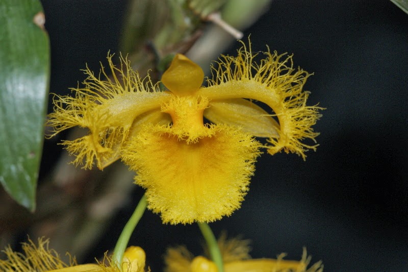 Dendrobium harveyanum Dendrobium+harveyanum+20142