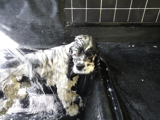 Charlie Brown, American cocker spaniel, having a shampoo and set