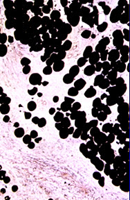Steroid secretory cells