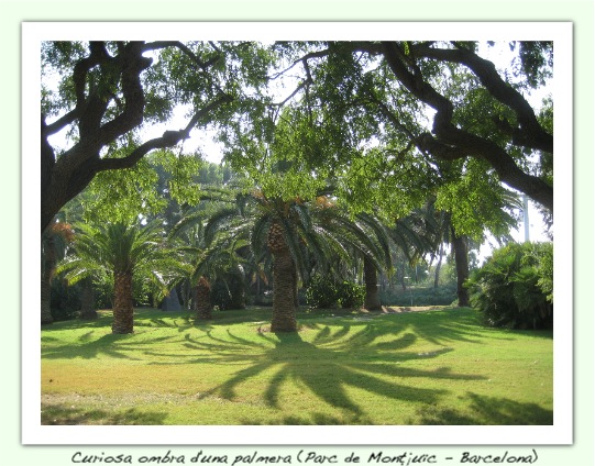 Curiosa ombra de palmera