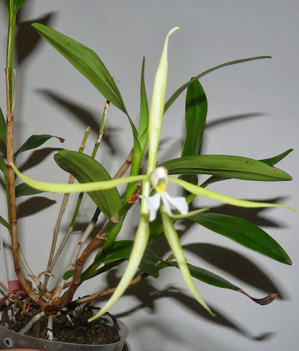 Epidendrum nocturnum P1360960