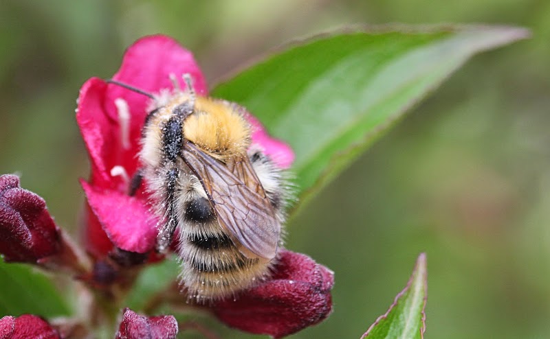 Abeille récupérant le pollen sur son dos.