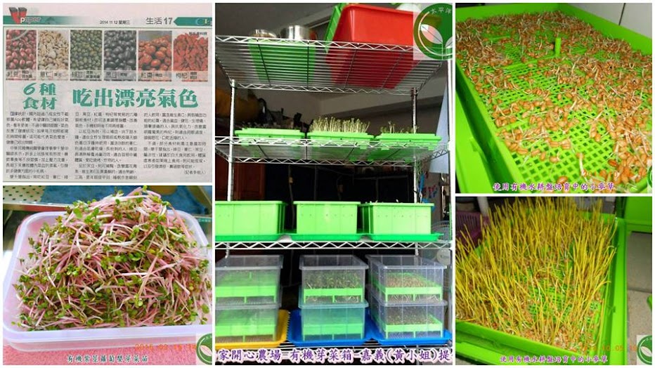 圖/居家開心農場-有機芽菜箱-嘉義(黃小姐)提供、使用有機水耕盤培育中的小麥草、有機紫莖蘿蔔嬰芽菜苗
