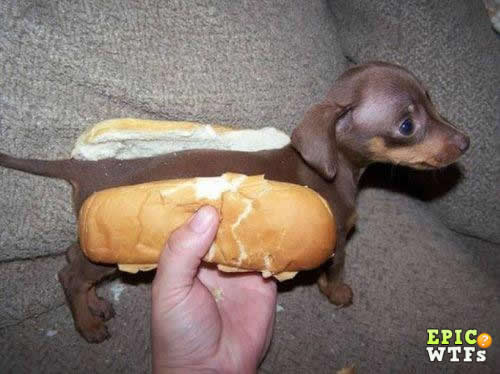 weenie+dog.jpg