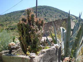 Kaktusi prelijepe Komize P8130234