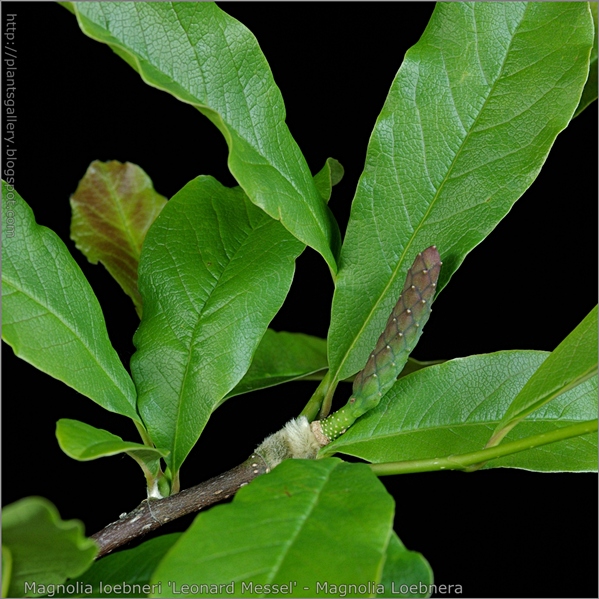 Magnolia loebneri 'Leonard Messel' leafs - Magnolia Loebnera liście