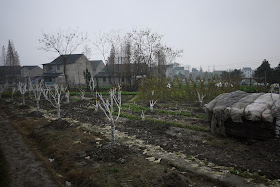 a country-like scene in the middle of Shaoxing, Zhejiang province, China