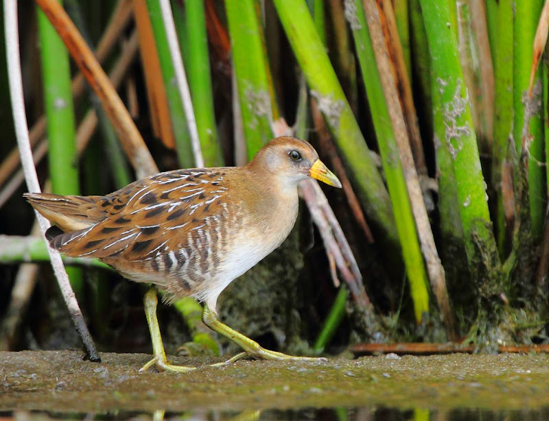 IMAGE: https://lh6.googleusercontent.com/-MeicjgzcuPo/TnLafGL7KUI/AAAAAAABNow/TLDsUISCKc0/s800/WS_094398r.jpg