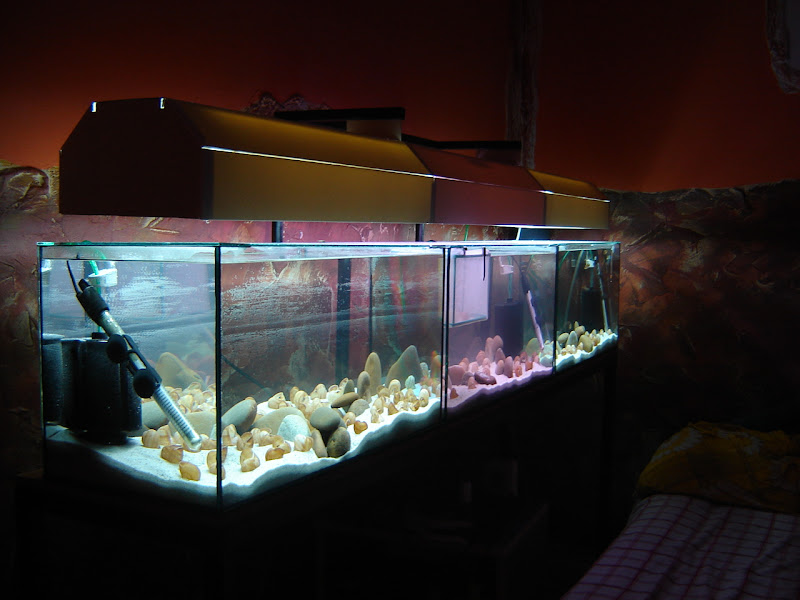 TropicalFish - AkvaForum - A csigasügeres szektorom születése. : DIY  Killer81