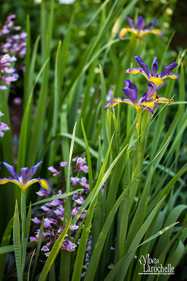Iris spuria Coolangata Iris-spuria-coolangata-140711-148rm