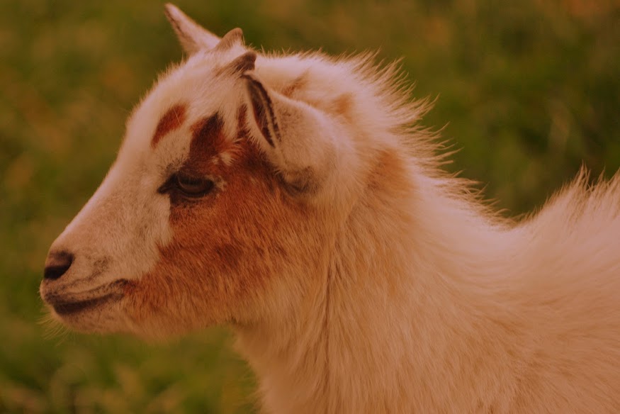 UN PETIT CHEVREAU dans les animaux amis