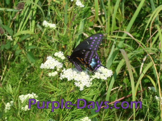 Purple%252520Butterfly.jpg