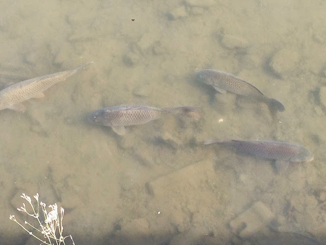竹馬川の鯉