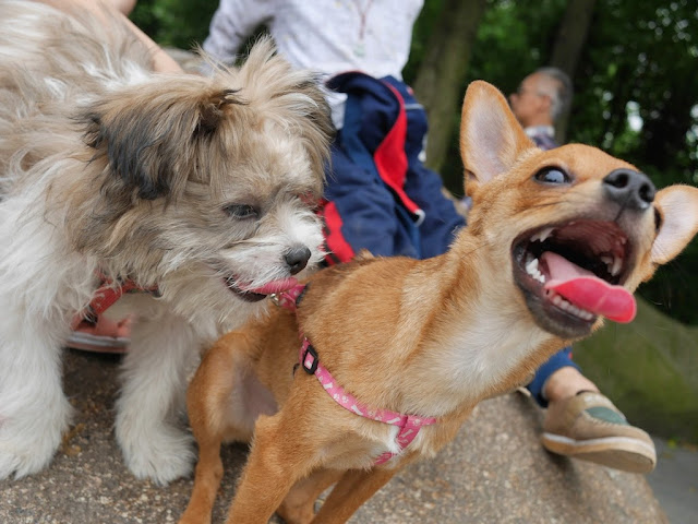 two dogs in Hengyang