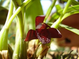 Растения из Тюмени. Краткий обзор - Страница 5 Maxillaria%252520schunkeana%2525202