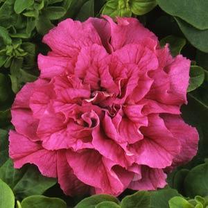 Image result for petunia double cascade pink