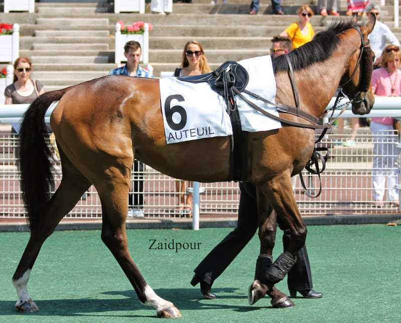 Photos Auteuil 8-06-2014 - Page 2 IMG_1836