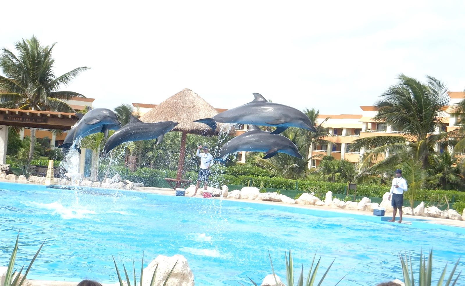 Amigos en México, Delfines, Hotel Bahía Príncipe Tulúm Akumal