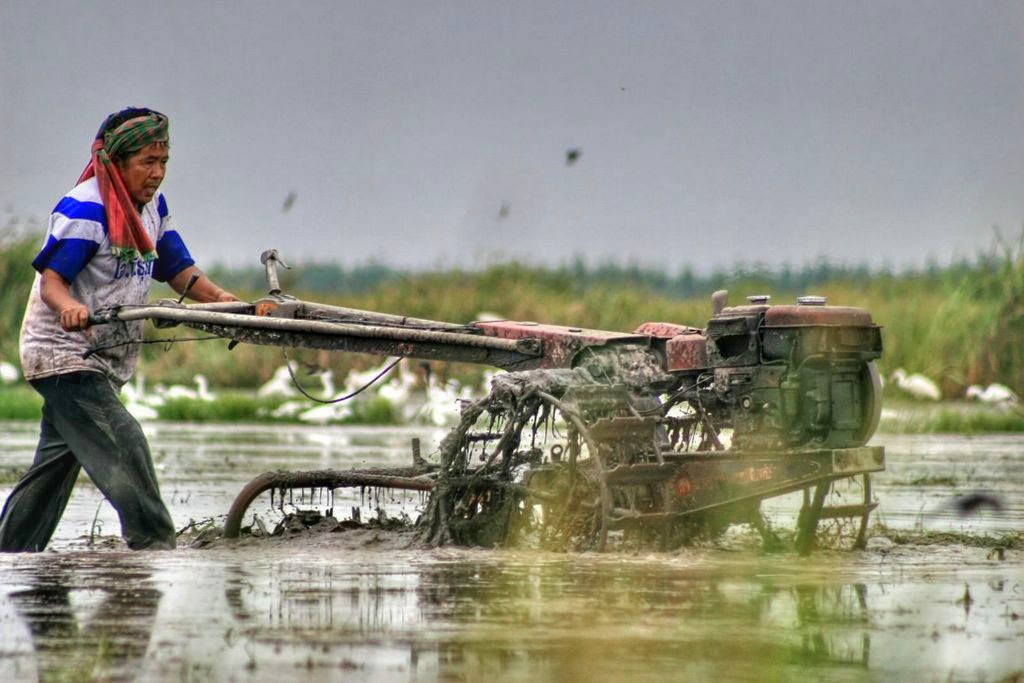 Prepare%25252520rice%25252520field4465.j