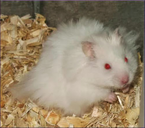 albino_long_albino_hosszu