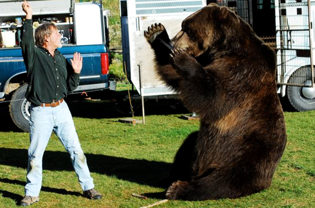 Urso pardo vs Urso polar - Página 2 Michaelflaherty