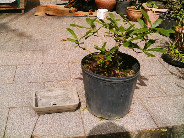 Carvalho Japonês-Quercus Acutíssima-Kunugui... IMAG0004