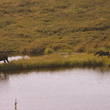 Mama Moose and Her Two Calves - Denali National Park, AK