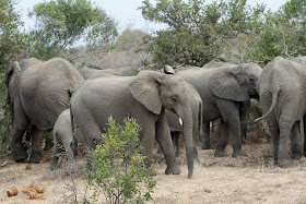 Wildlife Photos of Elephant (Mala Mala, South Africa)