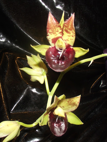 Catasetum schmidtianum x Orchidglade DSCF5510