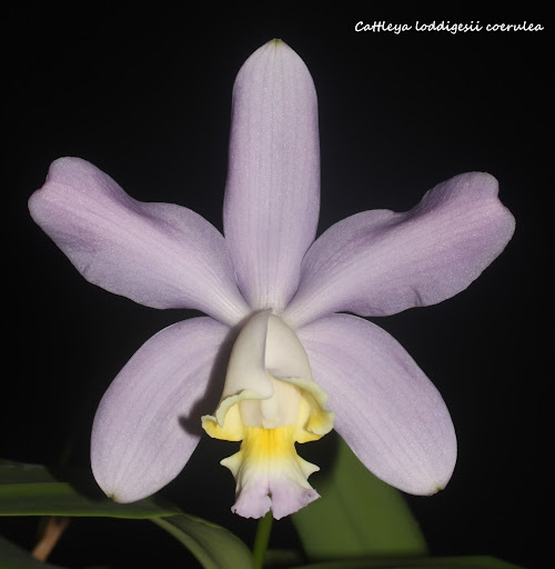 Cattleya loddigesii f. coerulea IMG_0972b