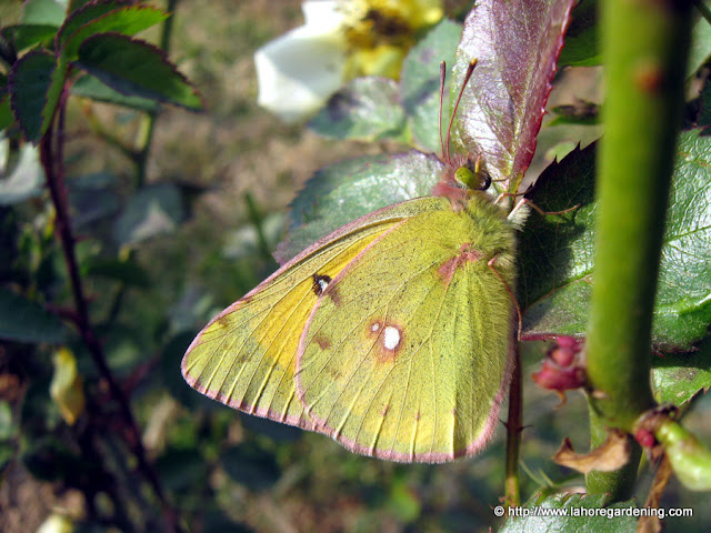 Clouded yellow butterfly