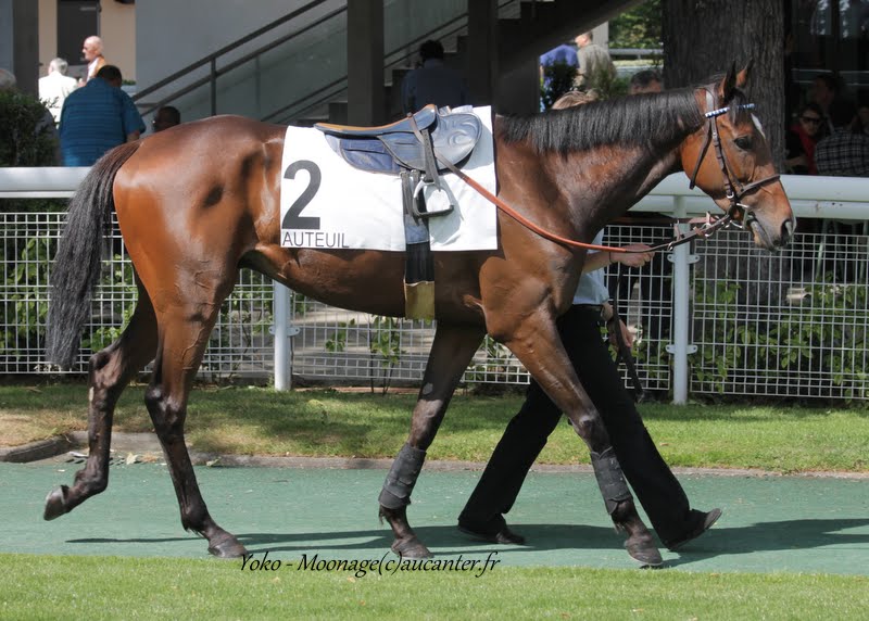 Photos Auteuil 7-06-2015 Journée Grande Course de Haies - Page 2 IMG_1695