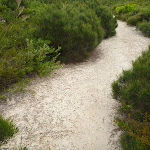 Sandy track in the Awabakal Nature Reserve (392069)