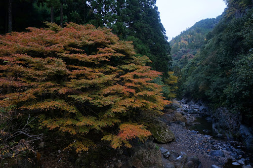 京都 清滝川沿いで出会った風景 自力旅 旅のお供はカメラとgps
