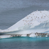 An Iceberg with a Few Stowaways -- Scenic Greenland