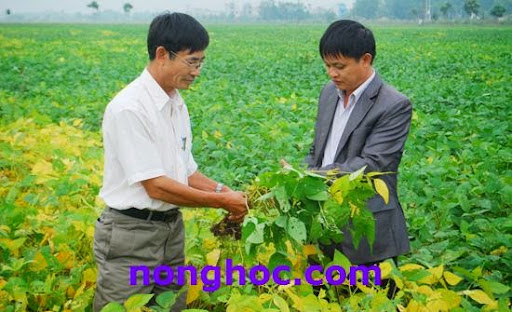 Hiệu quả cao từ vụ Đông ở Mỹ Đức (Hà Nội)