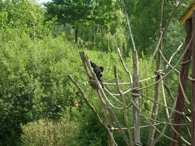 Gibbon ungko na wybiegu
